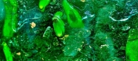 “Cheap liquid fuel production from algae replaces oil by 2030”